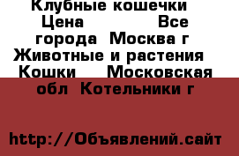 Клубные кошечки › Цена ­ 10 000 - Все города, Москва г. Животные и растения » Кошки   . Московская обл.,Котельники г.